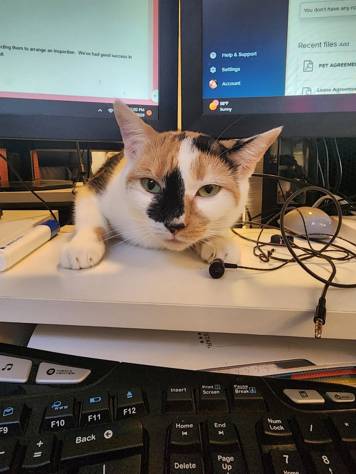 An office cat resting on a desk beside a keyboard